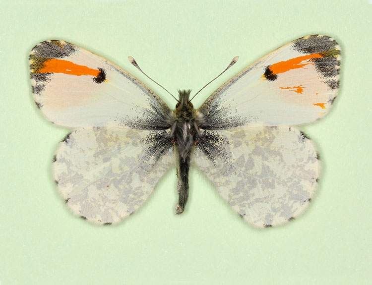 Anthocharis cardamines (gynandromorph 9) (Internet Image property of respective owner, non-commercial use only)